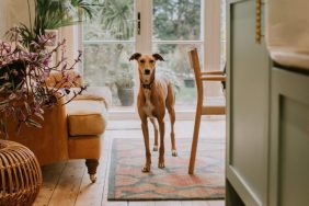 Lurcher dog in a well decorated home.