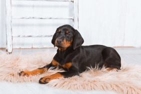 Doberman Pinscher puppy in a white room on a furry peach rug