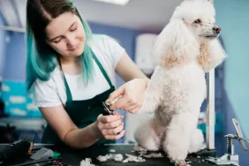 dog groomer trimming poodle's nails