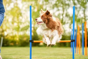 Brown and white dog jumping over a hurdle in a training course practicing dog agility.