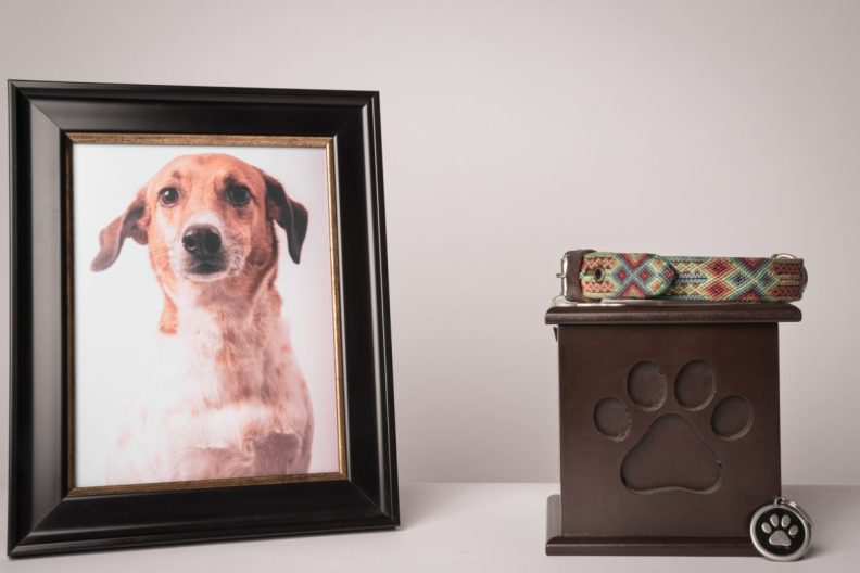 Photo and urn at memorial service for dog