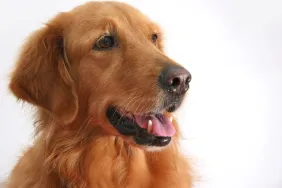 Golden Retriever Breed Page