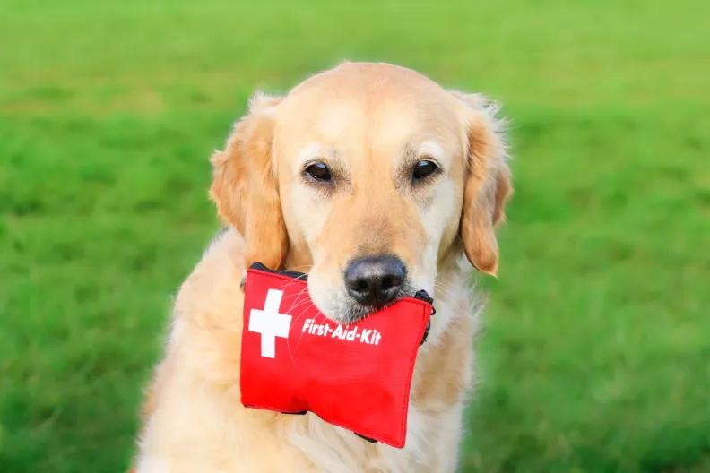 golden retriever dog holding pet first-aid kit in mouth