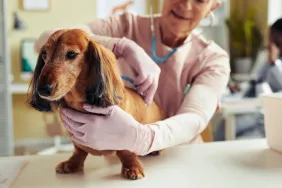 Portrait of cute long haired Dachshund at vet checkup with senior veterinarian using stethoscope looking for narrowing of vertebral canal or spinal stenosis.