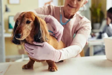 Portrait of cute long haired Dachshund at vet checkup with senior veterinarian using stethoscope looking for narrowing of vertebral canal or spinal stenosis.