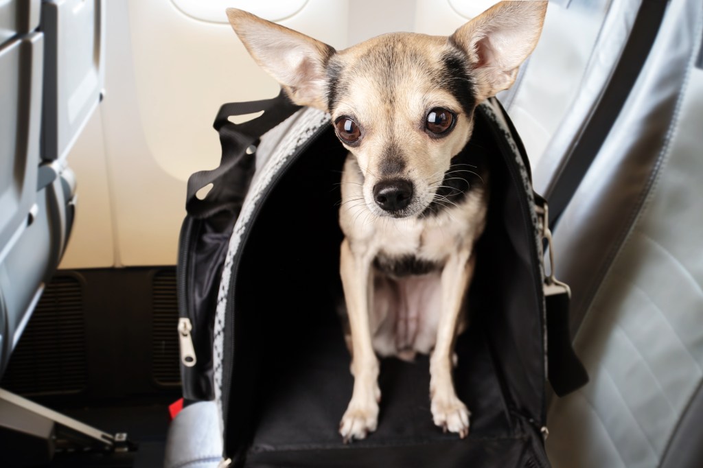 Chihuahua in carrier in airplane