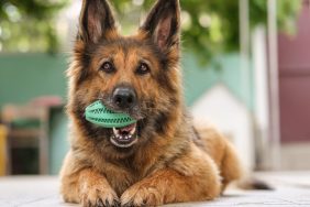 German Shepherd dog holding dog toy in mouth