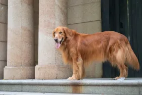 Golden Retriever on courthouse steps helping sexual assault survivors