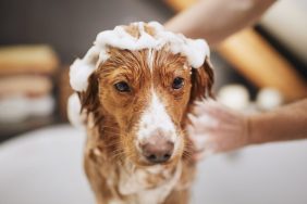 Dog getting bathed with baby shampoo