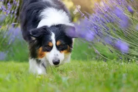 Australian Shepherd dog sniffing grass to find invasive species amongst the native flora.