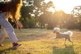 woman practicing dog recall with poodle outdoors