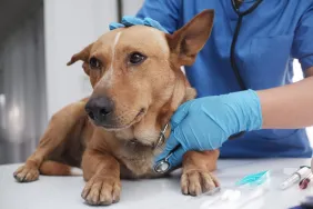 The veterinarian doctor treating, checking on dog at vet clinic.