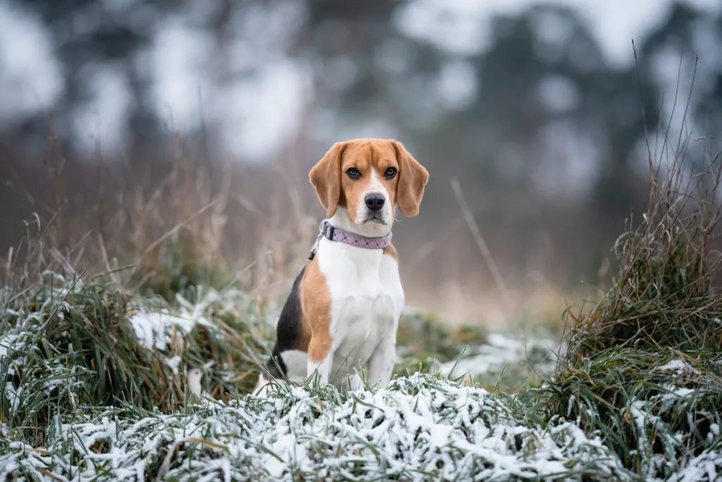 beagle in the frosty grass