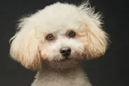 portrait of maltipoo puppy in a studio