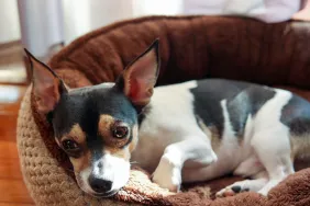 chihuahua dog with legg-calvé-perthes disease