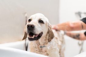 Happy Golden Retriever dog getting a bath.