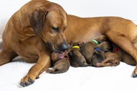 Rhodesian Ridgeback dog mother with single litter of newborn puppies