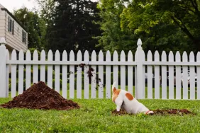 Jack Russell Terrier dog digging in yard