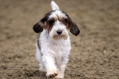 Petit Basset Griffon Vendéen best dog names