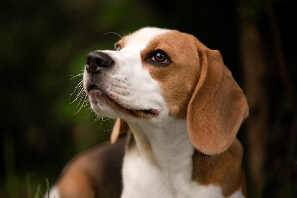 Portrait of Beagle dog