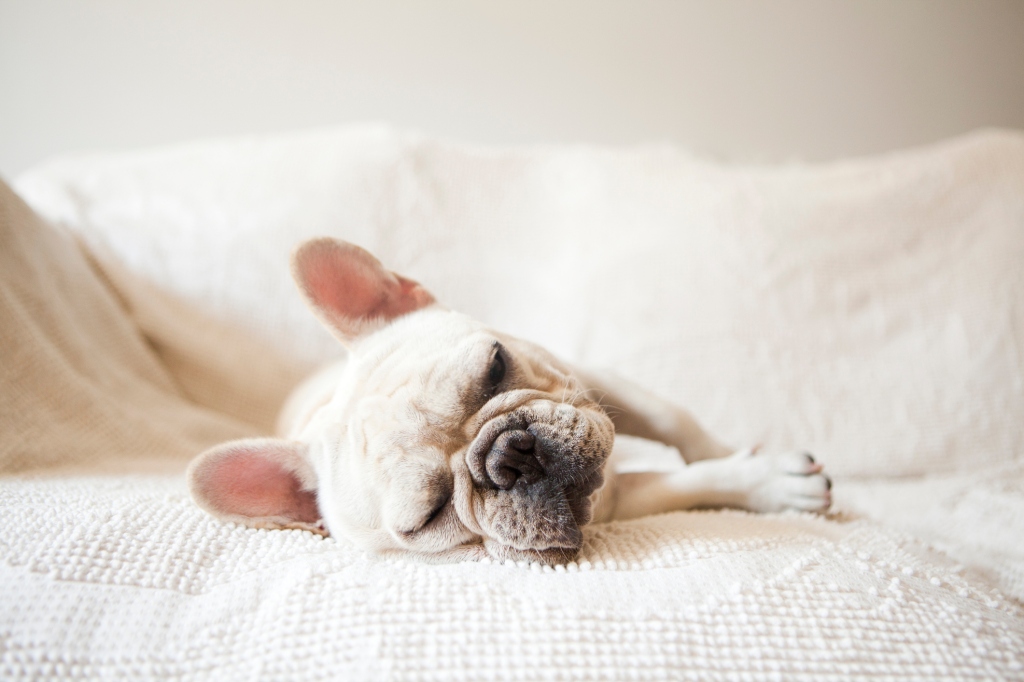 French Bulldog napping