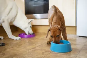 small dog and large dog eating dog food from separate bowls