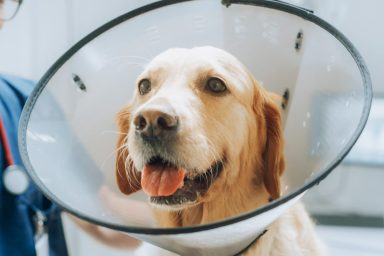 Golden Retriever dog wearing surgery collar after neutering