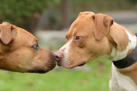 two Pit Bulls displaying aggression