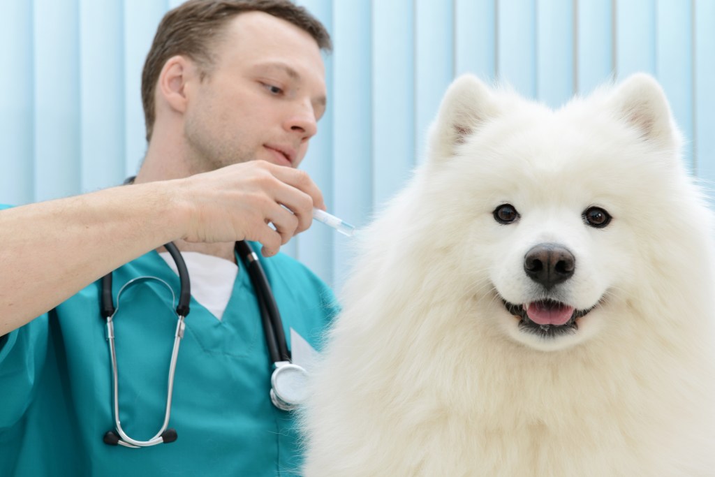 veterinarian giving dog vaccinations