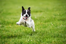Small dog running through grass to meet his exercise needs