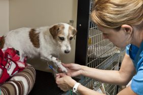 vet tech with rescue dog as dog gives blood