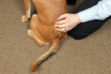Brown dog receiving chiropractic care on spine.