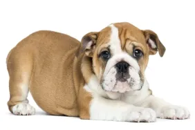 English Bulldog puppy against white background