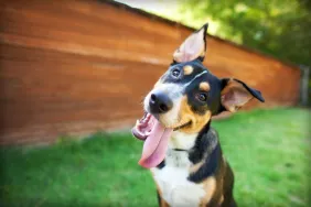 dog sticking tongue out cute dog names