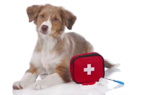 Australian Shepherd puppy with first-aid kit for dogs