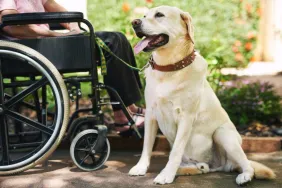 Golden Retriever service dog sitting by person in wheelchair