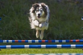 Australian Shepherd on an agility course