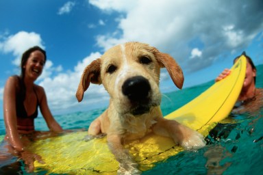 Puppy Dog riding on Surfboard with human companions