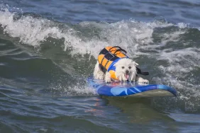 Dog on a surfboard riding the waves at a dog surfing competition contest.