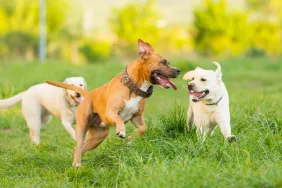 Three canine companions happily running and playing together in a field of grass. Dogs appear to be living their best life.