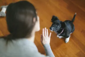 woman teaching dog the sit command