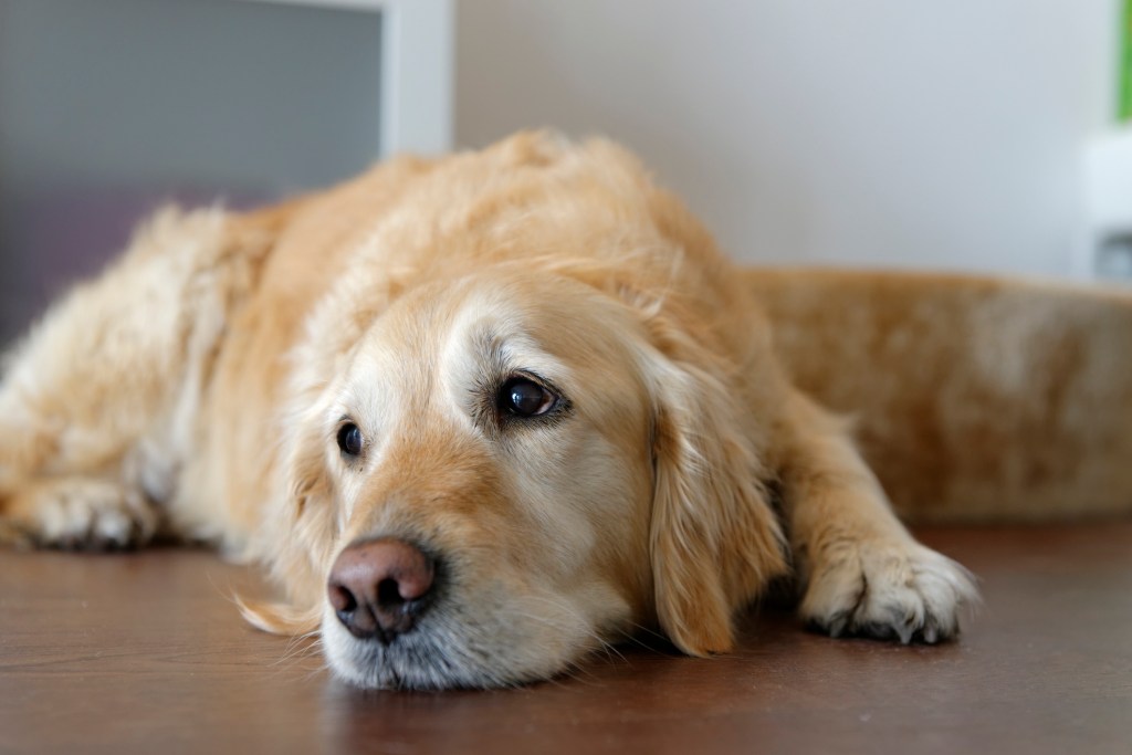 Golden Retriever dog with hip dysplasia lying on floor