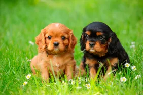 Two Cavalier King Charles Spaniel puppy littermates.