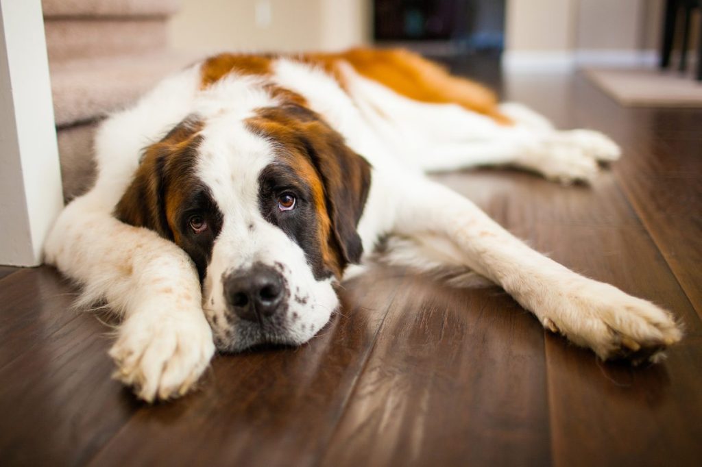 Saint Bernard dog with hip dysplasia lying on floor