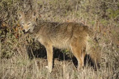 Coyote in the wild how to protect your dog from a coyote attack