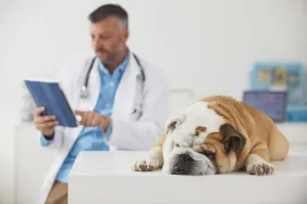 Dog laying on table while veterinarian uses digital tablet