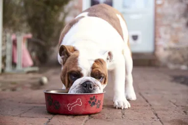 English Bulldog eating diet dog food