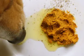 dog eating nutritional supplements from bowl