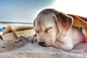 Dog asleep on vacation on beach.