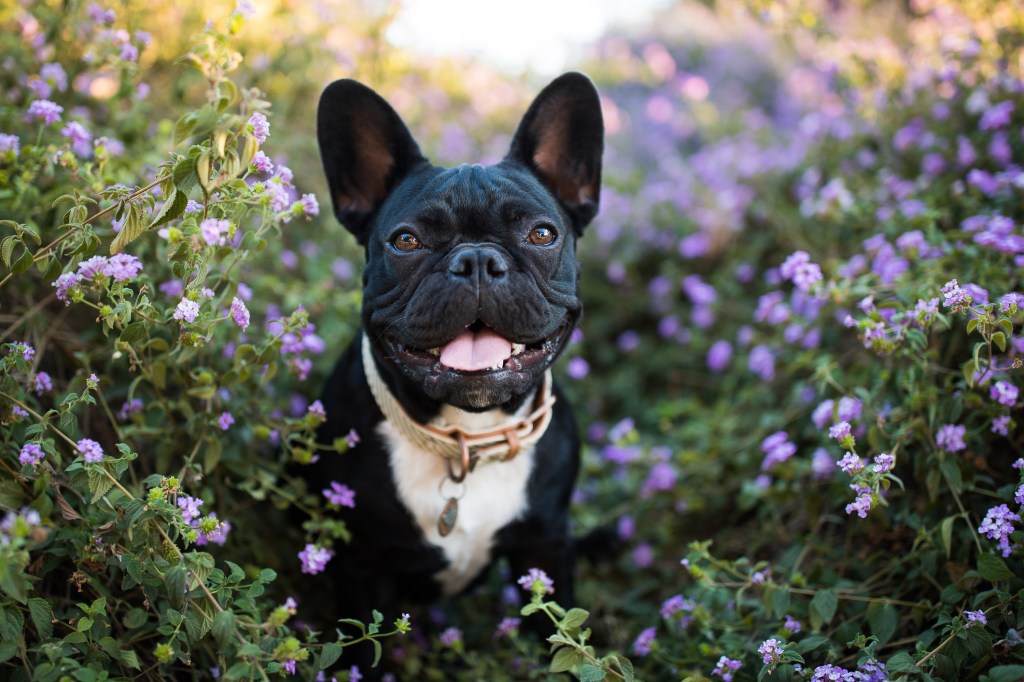 French Bulldog sitting in field of flowers